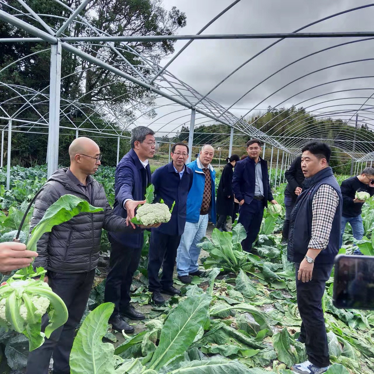 洪总及农科院领导现场花菜品种试验.jpg